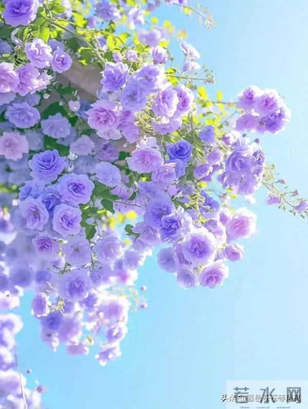 离婚后，她活成了千军万马（11）