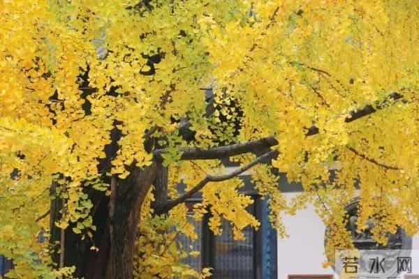 普陀这对近700年的“老朋友”,进入最佳观景期→