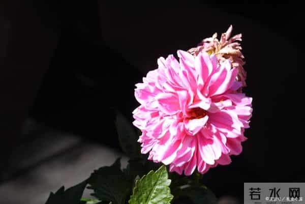 十二月丰收图:四大属相耕耘终见果,健康事业两相宜