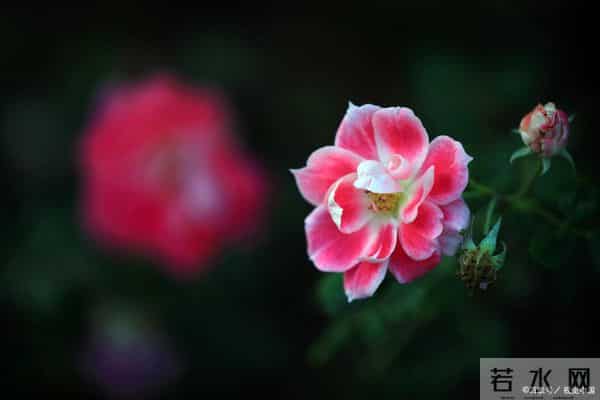 十二月锦绣华章:四大属相各领风骚,静待花开见月明