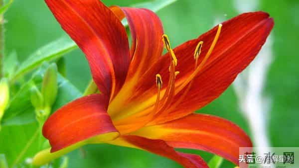 12月3日至9日,戌狗,下周开始,可能会有事发生