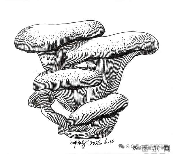 2025年钢笔画作品集，坚持就有收获