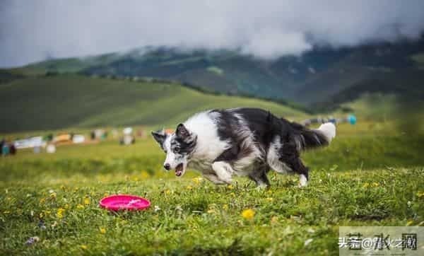 属狗人56岁转运！贵人一出现，挡都挡不住！
