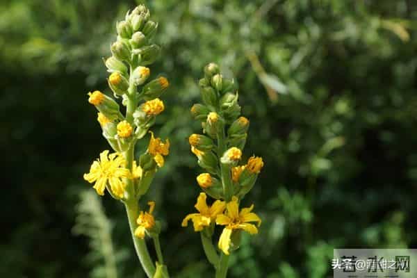 乡土小说:红姐(17)