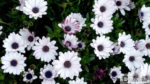 12月4日至10日，卯兔，下周开始，可能会有事发生