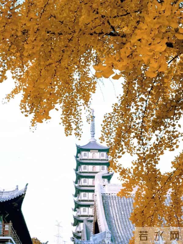 普陀这对近700年的“老朋友”,进入最佳观景期→