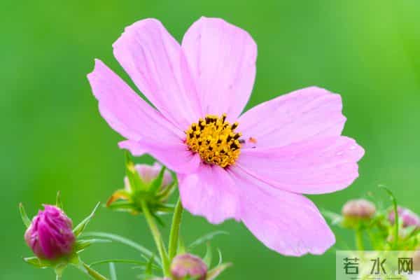 十二月迎新篇,四大属相身心安泰,良缘硕果喜双收