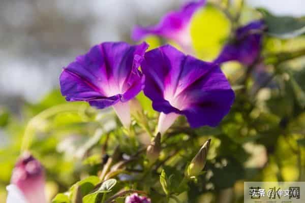 真正修行之人,会活成自己的光,觉醒后他们有这三种境界