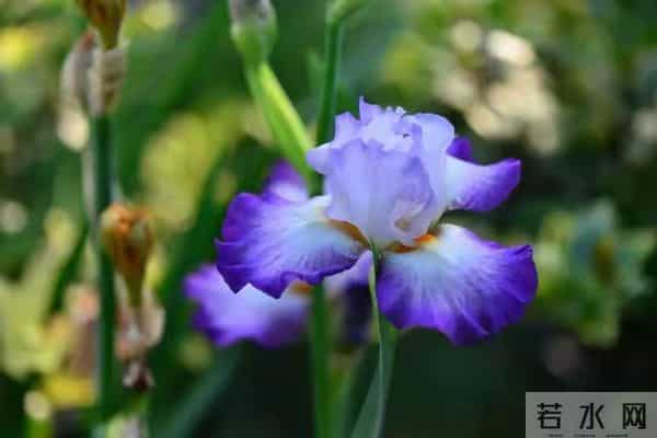 生肖鼠的晚年,尤其是鼠女,老一辈的话真的不会错!