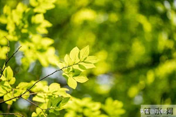 乡土小说：红姐（18）