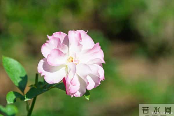 十二月丰收图:四大属相耕耘终见果,健康事业两相宜