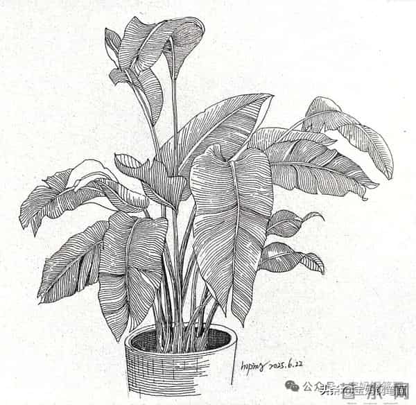 2025年钢笔画作品集，坚持就有收获