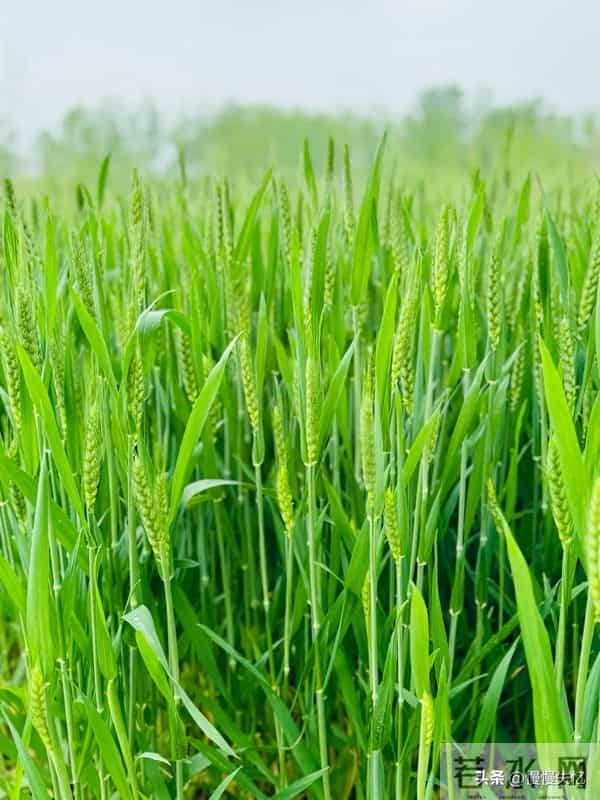 20首唯美小诗，空灵至极，每一句都是人间妙笔