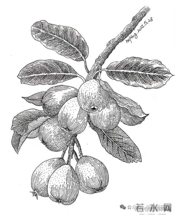 2025年钢笔画作品集，坚持就有收获