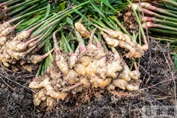 寡妇与猎户——（136）姜不辣