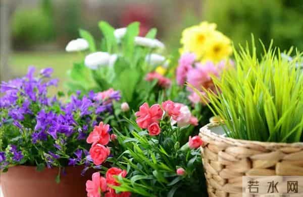 生肖鼠的晚年,尤其是鼠女,老一辈的话真的不会错!