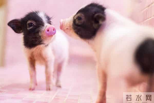 生肖猪注意!未来3天的“危险信号”?