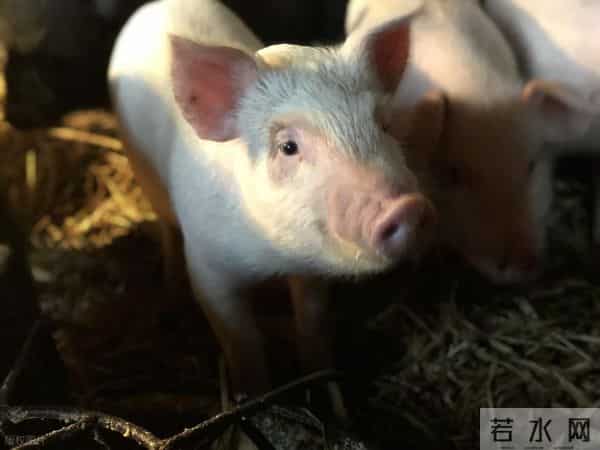 生肖猪，即将面临的 “意外困难” 揭秘