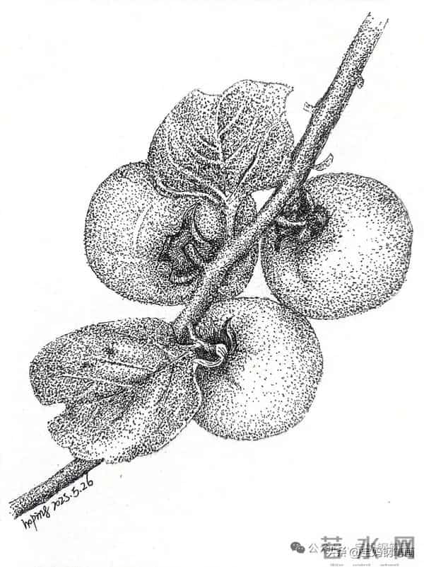 2025年钢笔画作品集，坚持就有收获