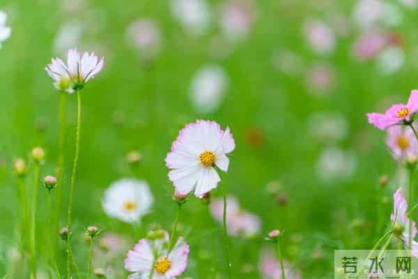 十二月焕新季，四大属相健康爱情双丰收，好运正当时
