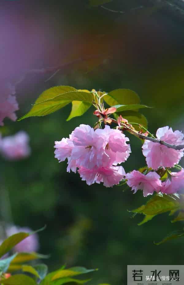 五首哲理古诗,深藏智慧,读懂受益一生