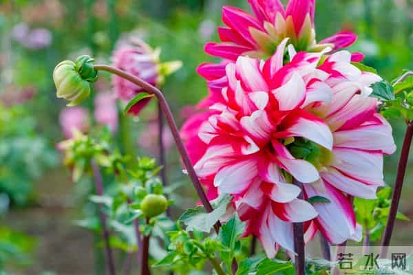 十二月锦绣华章:四大属相各领风骚,静待花开见月明