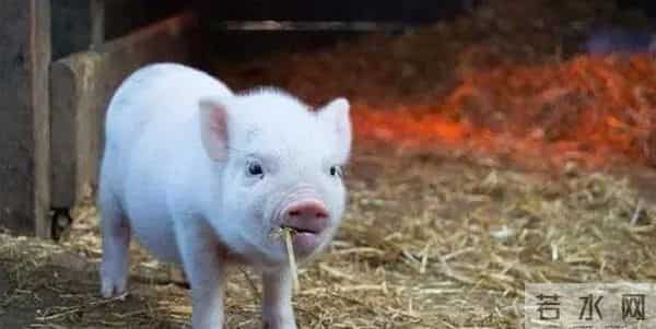 属猪的人比较聪明,干事有自己的主意,面临现实,他们表现很达观。