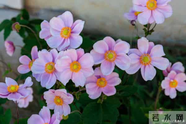 十二月迎新篇,四大属相身心安泰,良缘硕果喜双收