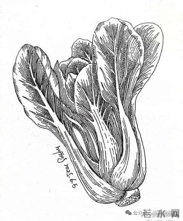 2025年钢笔画作品集，坚持就有收获