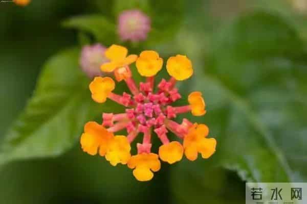 生肖鼠的晚年,尤其是鼠女,老一辈的话真的不会错!