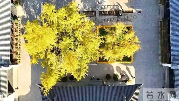 普陀这对近700年的“老朋友”,进入最佳观景期→