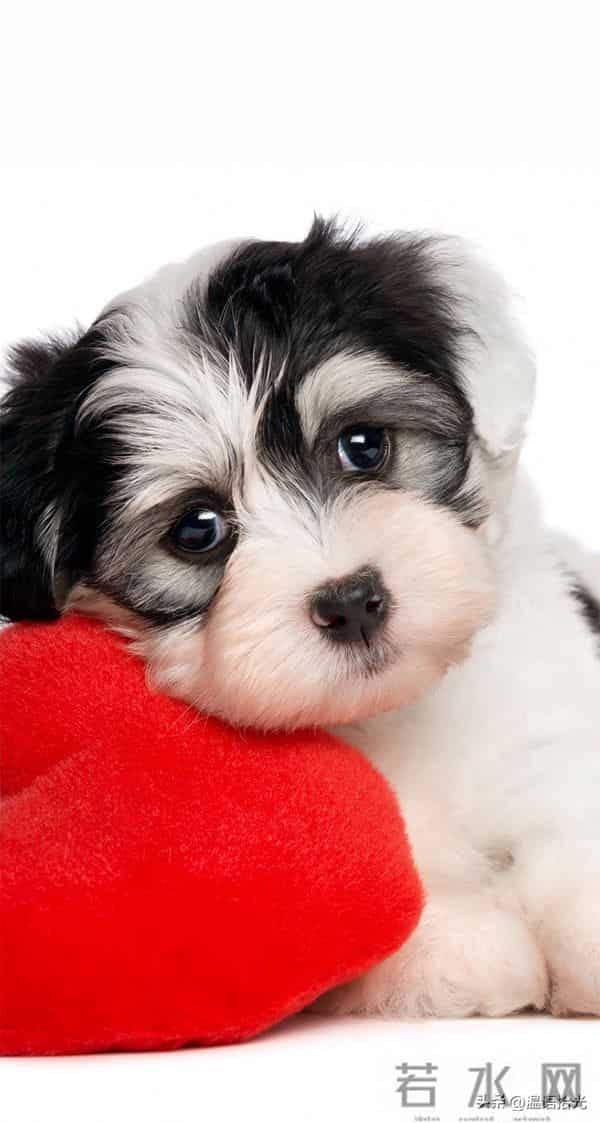 属狗人听劝, 12月初家里将大喜临门,躲不过的6喜,再忙也要看看哦