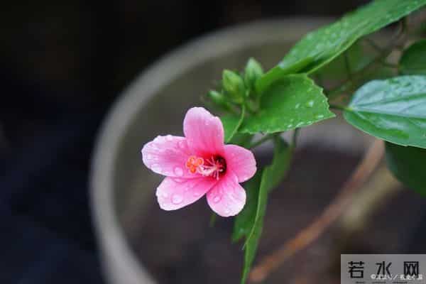 十二月锦绣华章:四大属相各领风骚,静待花开见月明