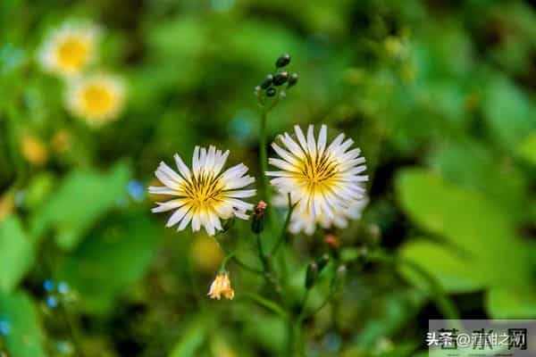 乡土小说:红姐(17)