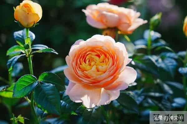 真正修行之人,会活成自己的光,觉醒后他们有这三种境界