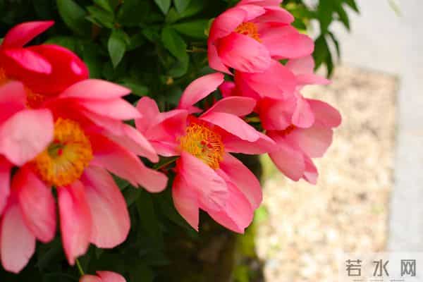 十二月丰收图:四大属相耕耘终见果,健康事业两相宜