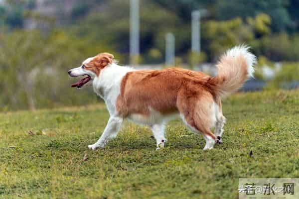 属狗人56岁转运！贵人一出现，挡都挡不住！