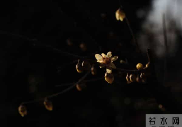 10首寒夜诗:生活雅趣,人情温暖,伴你度过漫漫冬夜