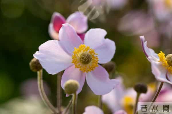 十二月焕新季，四大属相健康爱情双丰收，好运正当时