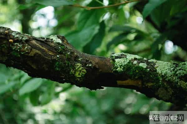 乡土小说：红姐（18）