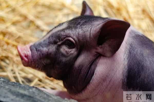 生肖猪，即将面临的 “意外困难” 揭秘