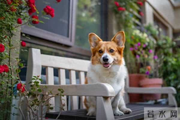 生肖狗的5大缺点，你中几个？