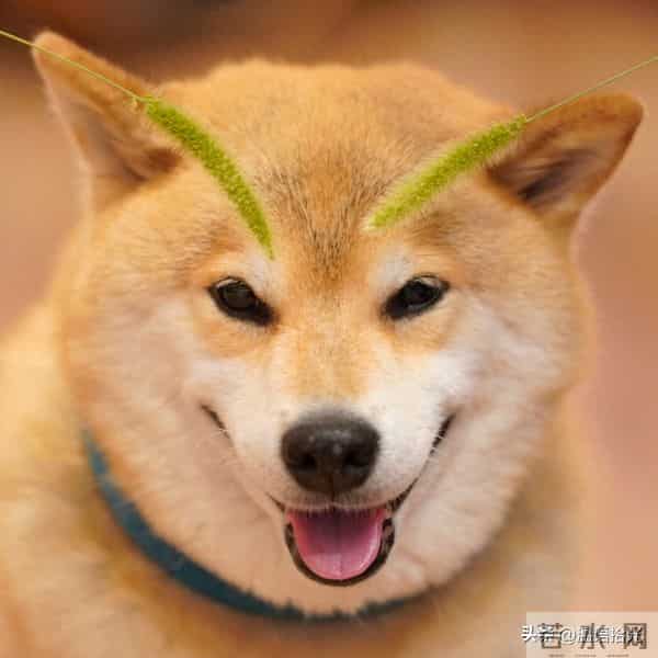 属狗人听劝, 12月初家里将大喜临门,躲不过的6喜,再忙也要看看哦