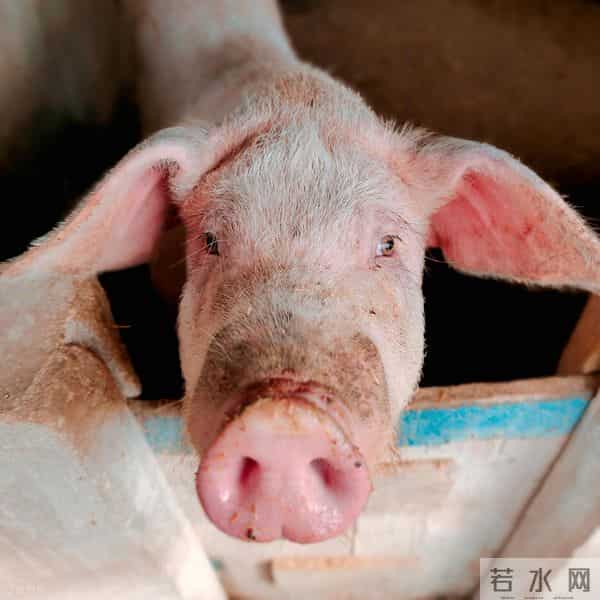 生肖猪:12月“以退为进”,前途大有可为!