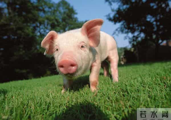 生肖猪，即将面临的 “意外困难” 揭秘