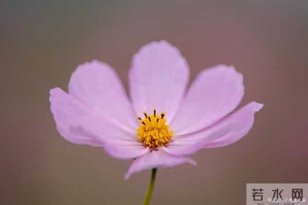 十二月迎新篇,四大属相身心安泰,良缘硕果喜双收