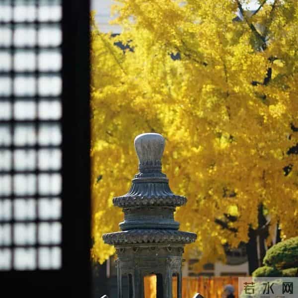 普陀这对近700年的“老朋友”,进入最佳观景期→