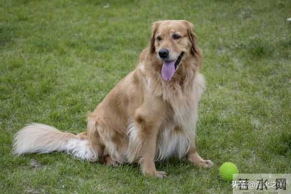 属狗人56岁转运！贵人一出现，挡都挡不住！