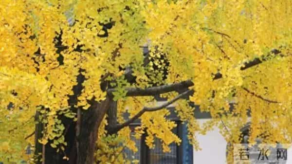 普陀这对近700年的“老朋友”,进入最佳观景期→