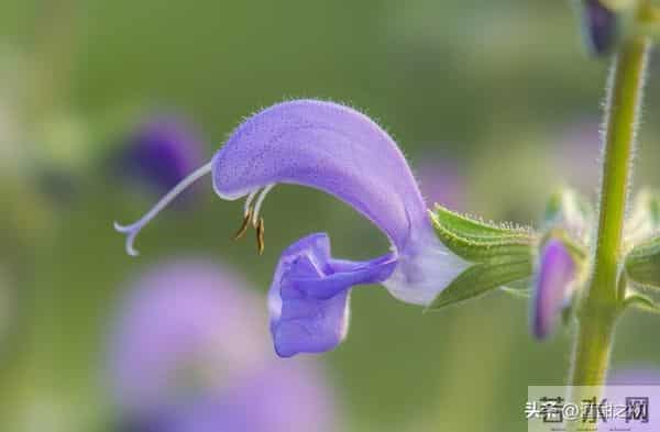 乡土小说:红姐(17)